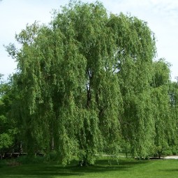 4 willow
