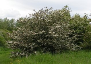 5 hawthorn